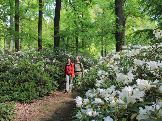 Wanderer im Schlosspark Wiesenburg zur Rhododendronblüte • © Heiko Bansen